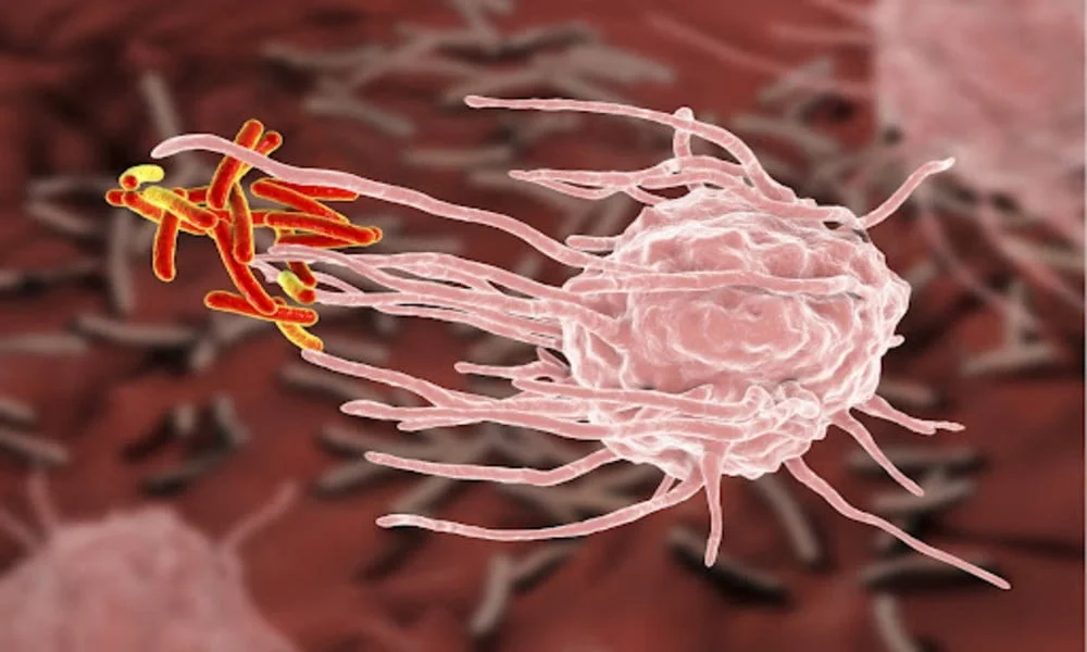 Immune-Evasion-And-Provocation-By-Mycobacterium-tuberculosis